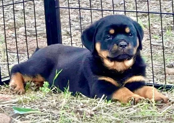 Rottweiler Puppy
